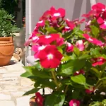 Lejlighed Domenica Apts I Laganas